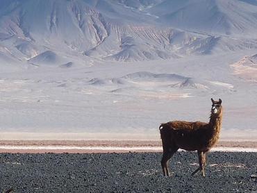 Lama in der Wüste