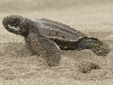 Costa RIca Schutz Schildkröten