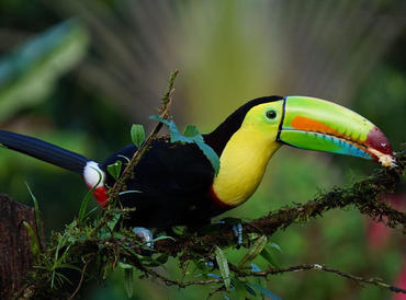 Costa Rica hat eine hohe Vielfalt von Vögeln, wie hier den Tukan