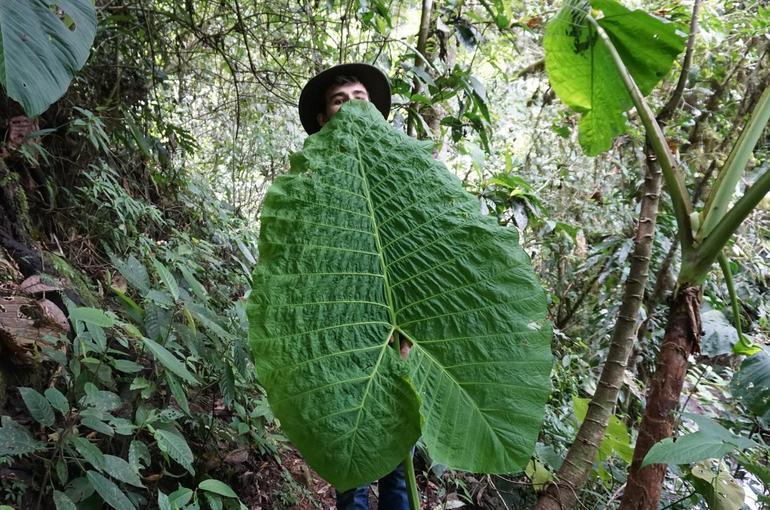 Dschungel in Ecuador
