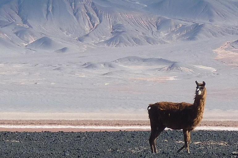 Lama in der Wüste