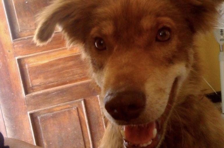 Der Hund ist los!