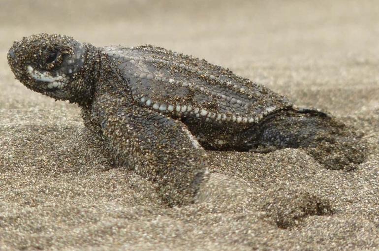 Costa RIca Schutz Schildkröten