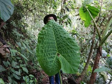 Dschungel in Ecuador