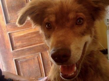 Der Hund ist los!