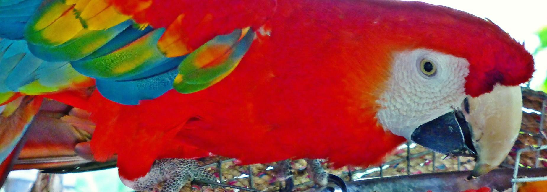 Tierschutz-Projekt: Papagei in Lateinamerika