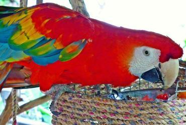 Tierschutz-Projekt: Papagei in Lateinamerika