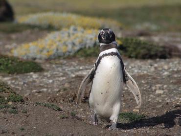 Forschung Schutzprojekt für Pinguine