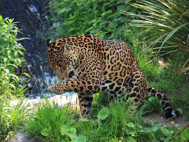 Auffangstation für Tiere in Ecuador